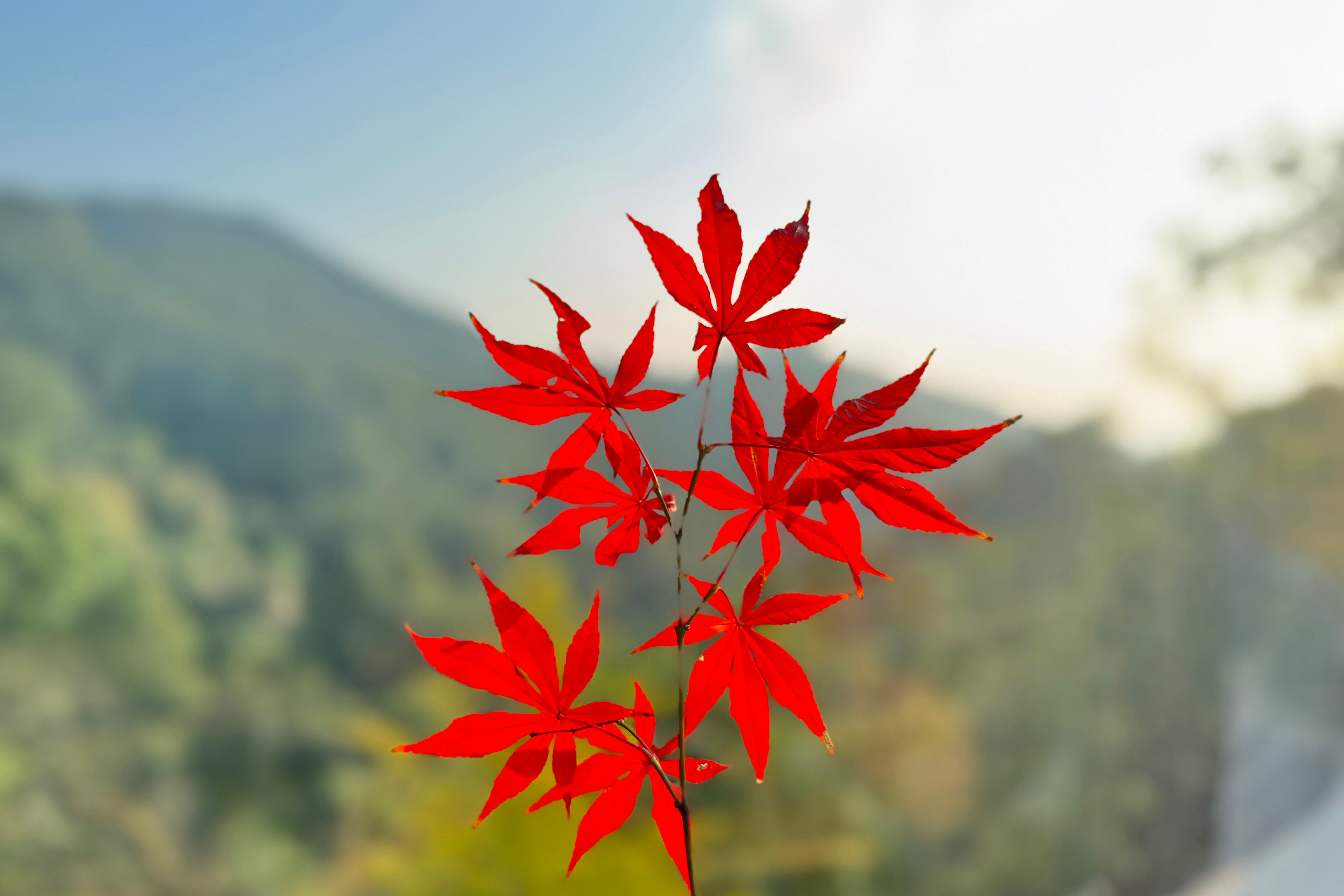 龙居山陵园｜深秋的红，落在心上